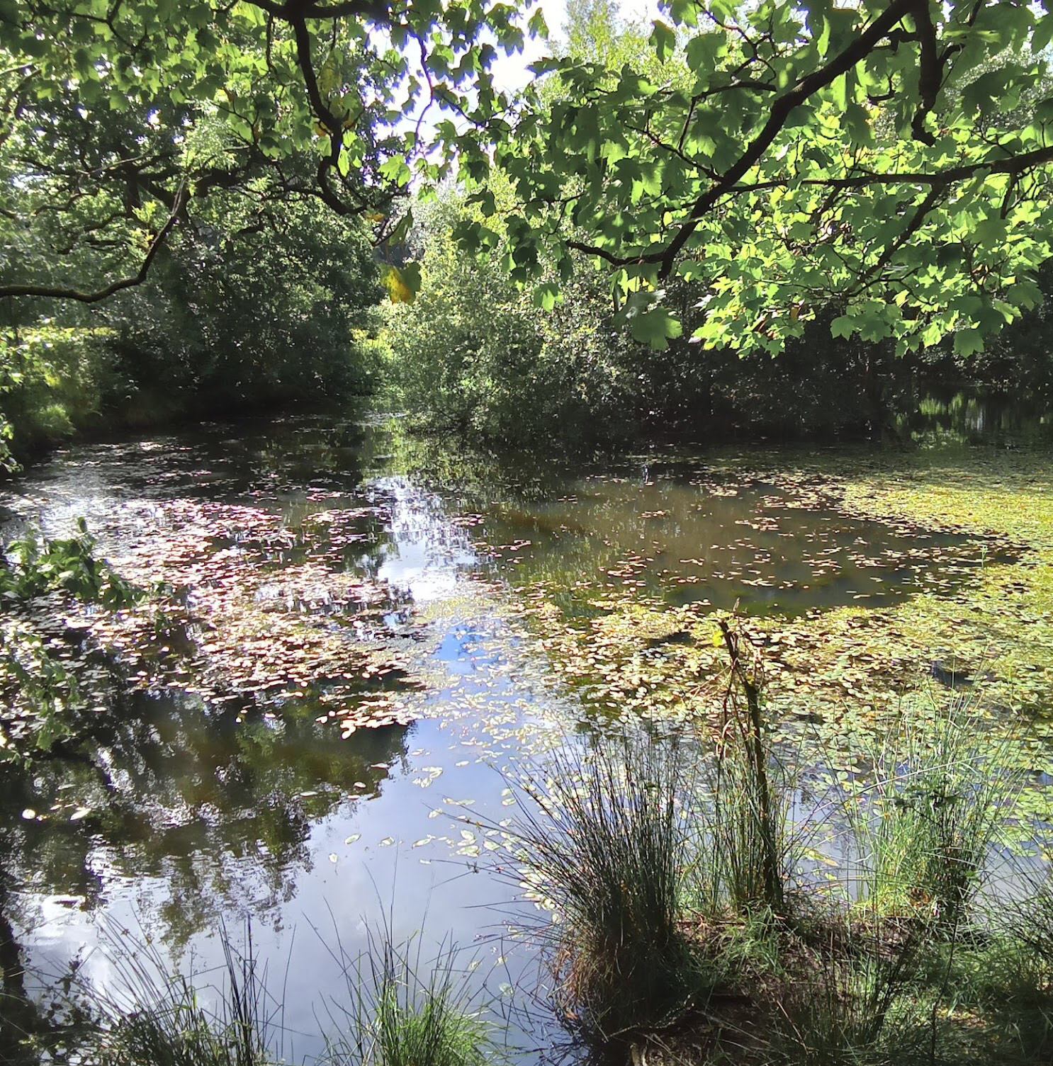 Haigh Hall & Gardens Wellness Walks